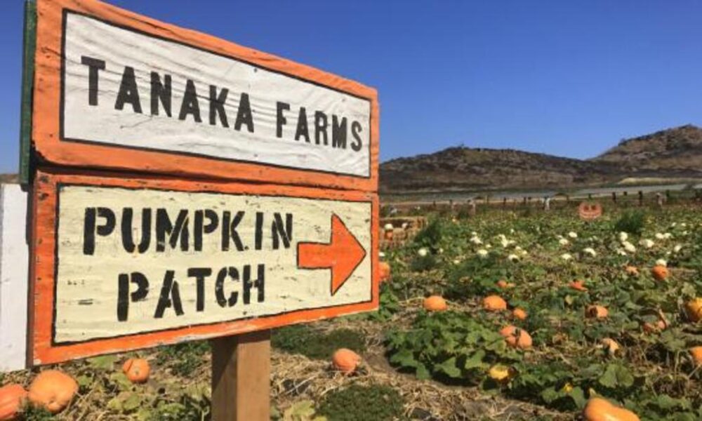 It’s Pumpkin Time at Tanaka Farms!